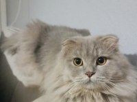 Kehribar Gözlü British Longhair Oğlum