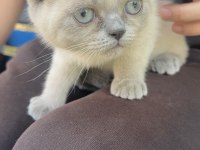 Blue point british yavrumuz