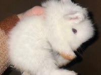 1 aylık Hollanda lop tavşanı