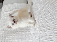 Blue point british shorthair bebekler