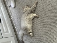 5 aylık british longhair kedimiz için açıklamayı okuyunuz