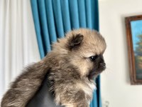 Pomeranian Teddy Bear Yavrularımız