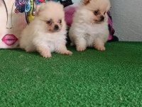 Pomeranian yavrularımız