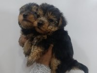 Yorkshire Terrier Bebeklerimiz 45 Günlük
