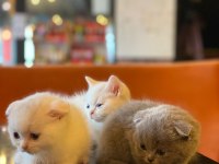 Scottish fold yeterince anne sütü aldı oyuncu kediler