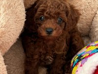 Toy Poodle 4 Aylık