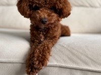 Kore erkek 2,5 kg 15 aylık poodle