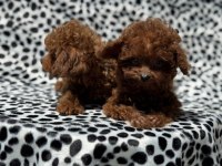 Show kalite Tea cup kore poodle yavrumuz