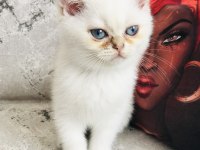 Dünyaca Ünlü Şecere Sahibi British Shorthair Yavrularımız