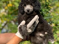 Toy Poodle Yavrular (red, red brown, silver, siyah, apricot)