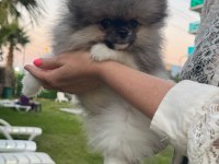 Pomeranian boo erkek tea cup