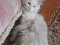 British Longhair 1 Yaşında