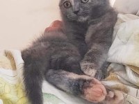 Uygun puanlı scottish fold sahiplendirme ilanıdır