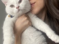 4 AYLIK AŞIRI SEVECEN ERKEK BRİTİSH SHORTHAİR YAVRU