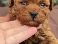 Toy Poodle Saf Irk
