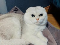 Scottish Fold Oğlumuz Pamuğa Aile Arıyoruz