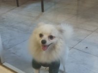 Pomeranian tilkiye yeni ev ve sahip lazım