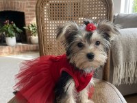 Teacup büyümeyen morkie yavrular