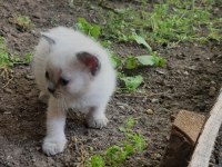 1.5 aylık british shorthair bebeklerimiz