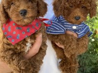 Toy Poodle Sevimli Yavrular