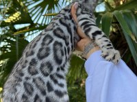 Faturalı Silver Bengal Yavruları