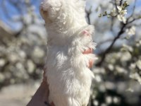 Kar topu beyaz bichon frise bebekler
