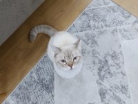 Scottish fold cinsi kedimize yuva arıyoruz