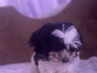 Hipoalerjenik köpektir