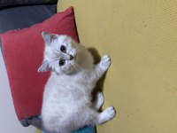 3 aylık british shorthair beyaz
