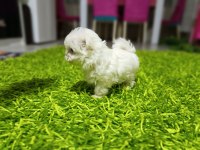 Kore MALTESE bebekler
