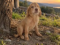 Orjinal labrador bebeklerimiz teslime hazır