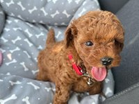 EVİMİZİN KIVIRCIK POODLE BEBEKLERİ SİZLERLE