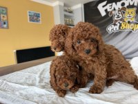 Show kalite toy poodle yavrular hazır ankara