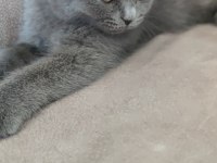 Sevimli gri scottish fold yavru