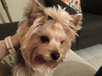 Orjinal kore kanı taşıyan erkek poodle yavrusu