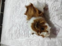 Ginepig yavruları ücretsiz sahiplendirme