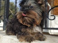 Yorkshire Terrier Ve Biweryork Yavrular