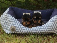 Tea Cup Yorkshire Terrier Yavruları