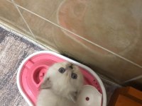 BRİTİSH SHORTHAİR KARTOPLARI