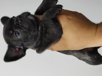 Kan hattı muhteşem french bulldog yavrumuz