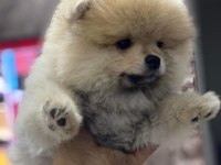 Teddy bear ayıcık 3 aylık erkek ankara içi pomeranian