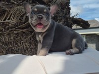 French Bulldog Yavruları Çiftlikten