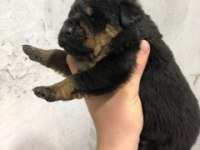 A Kalite Rottweiler