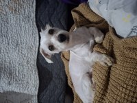 ÜCRETSİZ SAHİPLENDİRİLECEK KÖPEĞİMİZ