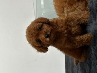 Secereli toy poodle yavruları