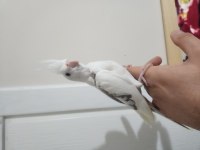 Albino, White Face SULTAN PAPAGANI