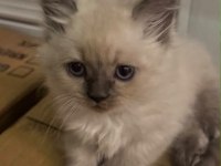 British Longhair Yavru Erkek