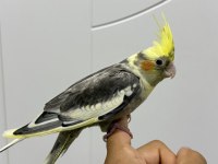 Sultan Papağanı Sahiplendirilecek