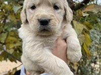 Bebek Yüzlü Golden Retriever Yavrular