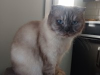 Mavi gözlü asil scottish fold prenses